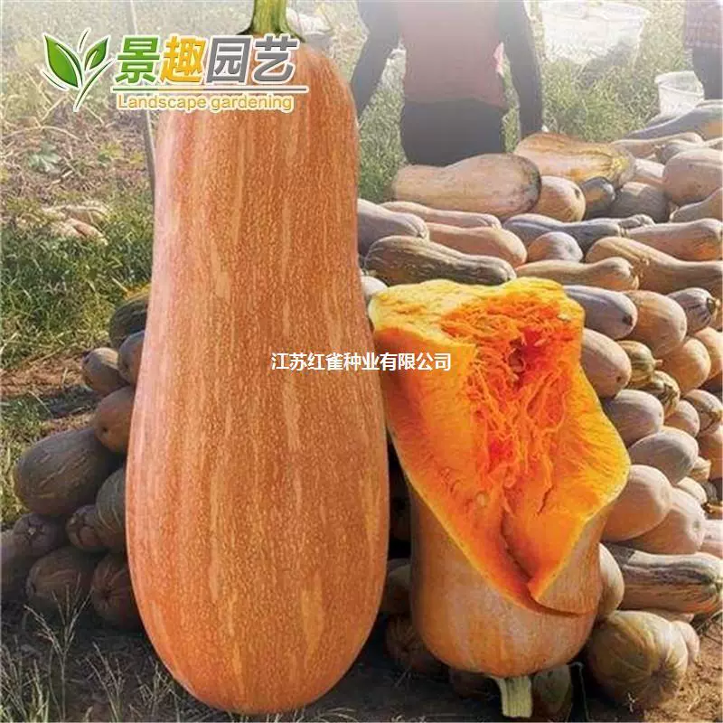 Мед тыквенные семена риса супер вкусные супер сладкие секретные посадки овощей домашний балкон семена двора