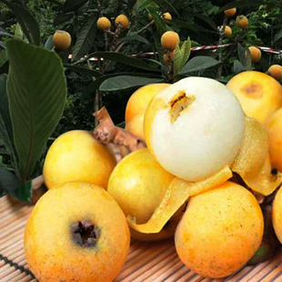 White Jade Loquat Saplings with Soil, Seedless Extra Large White Sand Grafted Seedless Loquat Saplings, Large Five-Star Loquat Fruit Seedlings