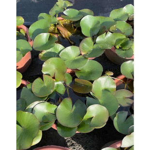 Water Lily Potted Florals, Water Lily Root Blocks, Chengdu Aquatic Waterscape Plants, Garden Greening Projects, Seedlings and Florals