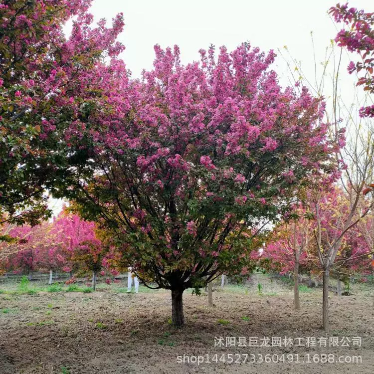 Прямая продажа саженцев грушевидного яблони Xi Fu, хорошо развитая корневая система, достаточный запас, зеленые саженцы, саженцы грушевидного яблони Xi Fu.