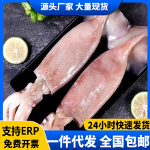 鱿鱼新鲜冷冻新鲜超大鱿鱼尤鱼整只海捕船冻烧烤铁板海鲜水产商用
