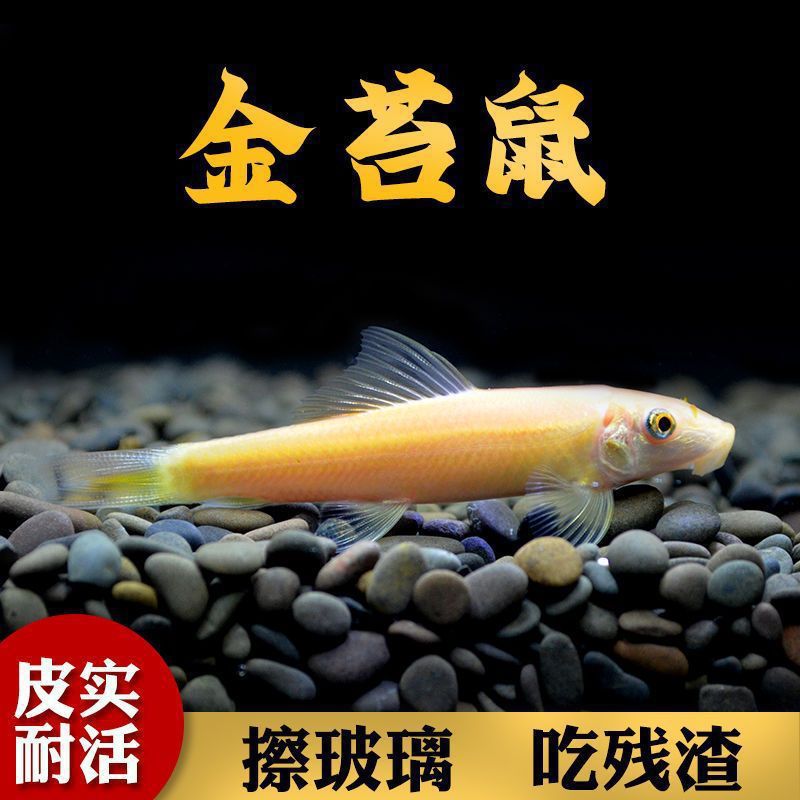 Peces limpiadores, musgo dorado, ratas, peces, ratas, herramientas de limpieza de acuarios, tres espadachines para comer musgo para eliminar algas, envío gratuito.