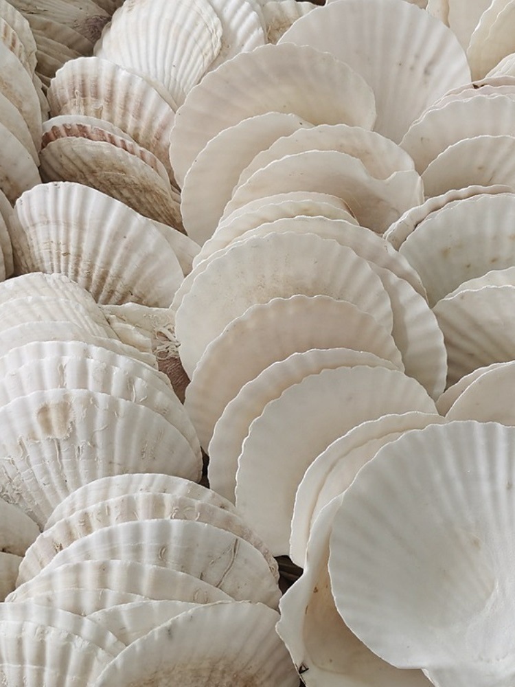 Correo de ajo hawaiano Barbacoa grande Vieira Bandeja de abanico Bolsa de concha grande Ventilador de media concha al vapor Blanco