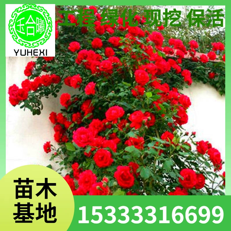 Оптовые поставки саженцев виноградной розы, вьющихся роз, многовременных европейских роз «Лунная роза», ароматных садовых растений, арочных цветочных стен