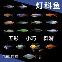 宝莲灯鱼 灯科鱼红绿灯活体小型热带观赏鱼游鱼红绿灯热带鱼便宜