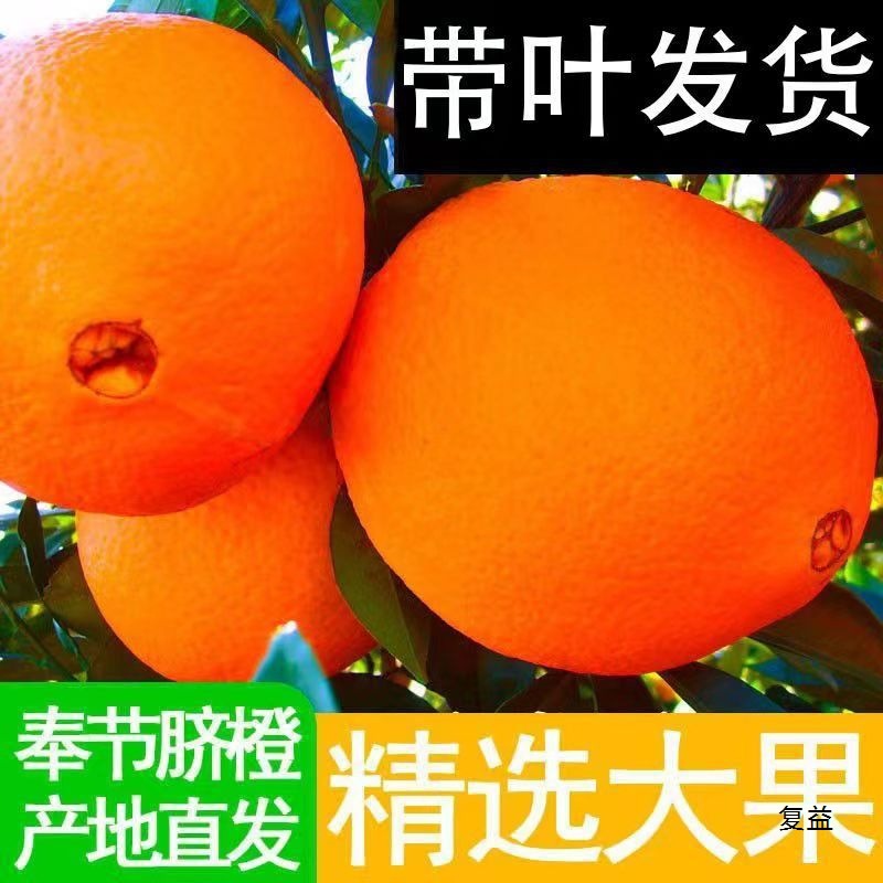 重庆奉节脐橙高山甜橙手剥橙子新鲜超甜当季水果包邮薄皮赣南