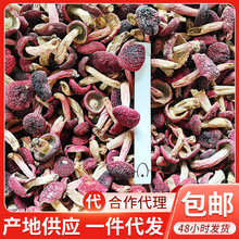 ����خaҰ����t���˹���؛ ���t��2�� �{�׼t����t���a��؛Դ