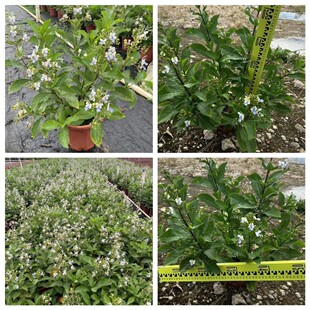 ����ֱ�N�{�������� �{�����{���Sβ��ر�ֲ�� ���Ի�����G����