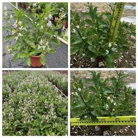 基地直销蓝蝴蝶花苗 蓝蝴蝶蓝花鸢尾苗地被植物 盆栽花卉苗绿化工