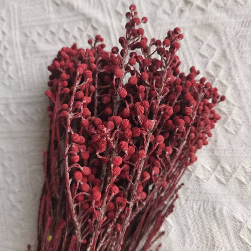 【永生珊瑚果】小银果足球果烟雾枝天然植物干花云南批发|undefined