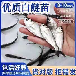 浙江白鲢鱼苗花鲢鱼苗大头鱼苗胖头鱼苗白莲鳙鱼苗雄鱼苗净化水质