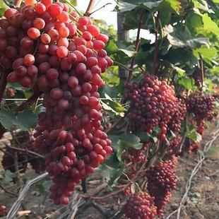 Shandong Grape Seedlings Supply Seedless Ruby Grape Seedlings High-Quality Ruby Grape Seedlings Low Price Can Be Potted
