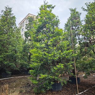 �S��ֱ�Nˮʯ���������ļ����G���϶�Ӣ�����@�־G��