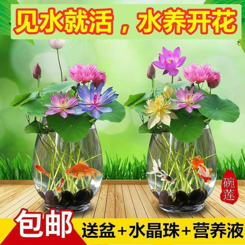 四季开花水培植物迷你睡莲盆栽水生水养花卉植物室内花好养碗莲