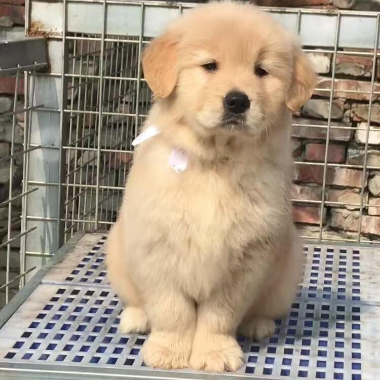 Purebred Golden Retriever Puppies, Live Large Golden Retriever Dogs, Docile and Intelligent Guide Dogs, Large Dogs for Family Pet Ownership Purebred Golden Retriever Puppies, Live Large Golden Retriever Dogs, Docile and Intelligent Guide Dogs, Large Dogs for Family Pet Ownership