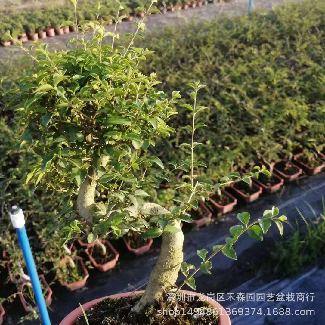小叶悬崖女贞盆景水蜡提根冬青造型老桩盆栽四季常青耐寒观赏绿植