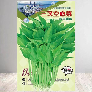 三叉空心菜種籽/蕹菜通菜/春秋四季播陽台盆栽菜園蔬菜種子小青菜