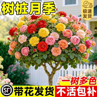 �䘶�¼��ش�������ǻ����ļ��_��ֲ��ͥԺ�Ϙ��޽Ә�õ�廨����
