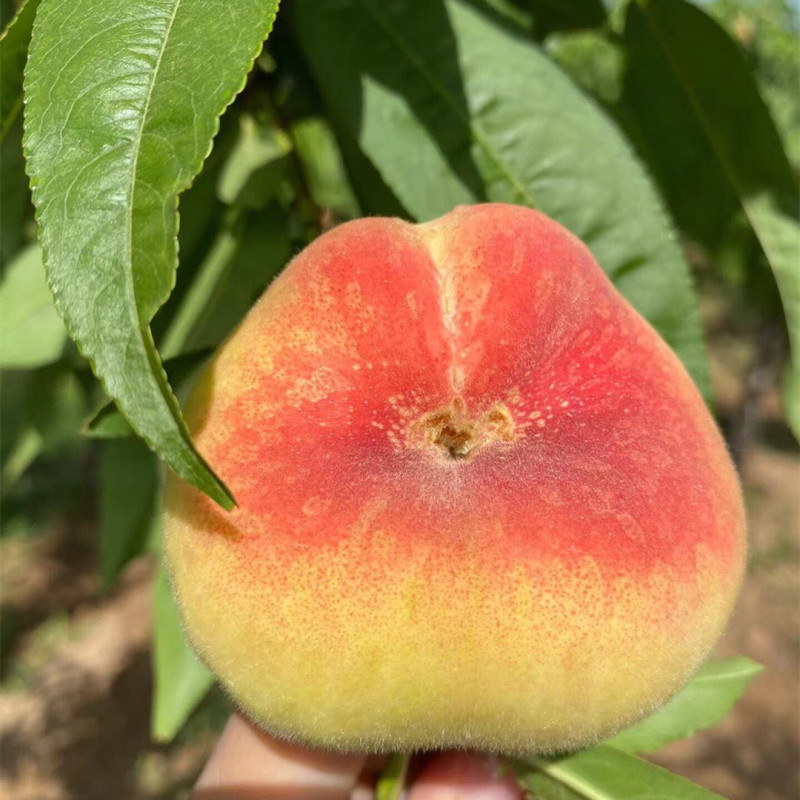 [Wangmu Peaches Mao Peaches] Shaanxi Seasonal Fresh Fruits Soft and Hard Non-Peaches 2.5kg Delivery