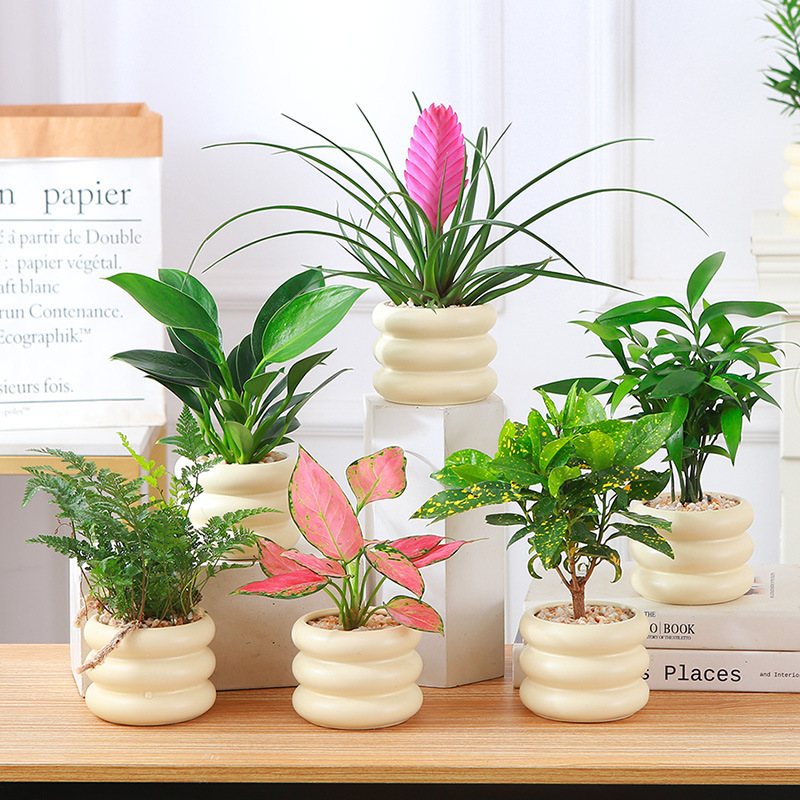 Office Desktop Display of Green Plants, Money Tree, Indoor Easy-To-Grow Potted Plant, Golden Diamond Green Princess, Easy-To-Grow Small Bonsai for Novices