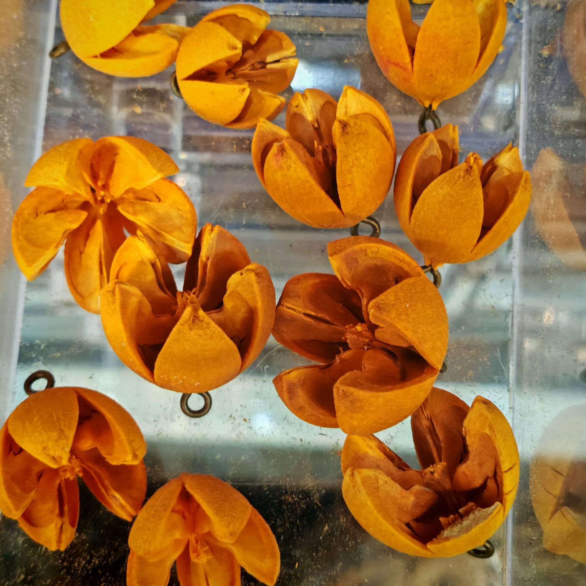 cáscara de fruta campana accesorios de materia prima planta natural cáscara de fruta campana de viento cáscara de fruta campana accesorios hechos a mano material diy image 18