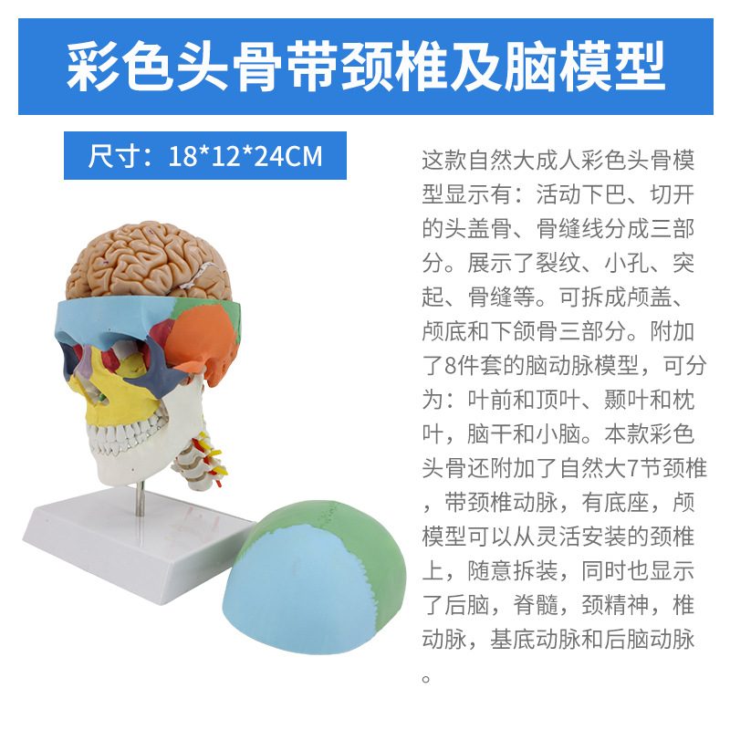 1 a 1 cabeza cráneo humano natural grande adulto cráneo enseñanza médica belleza cráneo modelo