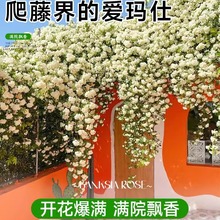 红木香花苗爬藤植物四季开花甜蜜黄木香白浓香盆栽蔷薇大花卉树苗