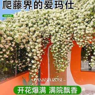 �tľ�㻨������ֲ���ļ��_�������Sľ��ם��������Nޱ�󻨻ܘ���