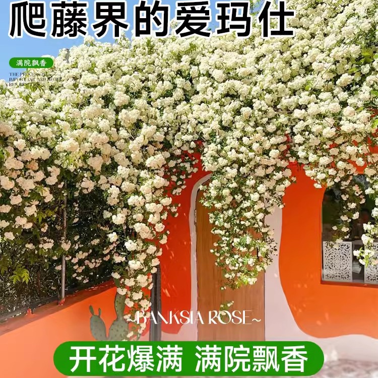 红木香花苗爬藤植物四季开花甜蜜黄木香白浓香盆栽蔷薇大花卉树苗
