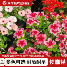 长春花种子日日春花四季室内庭院室内外易种活阳台盆栽花卉种籽子
