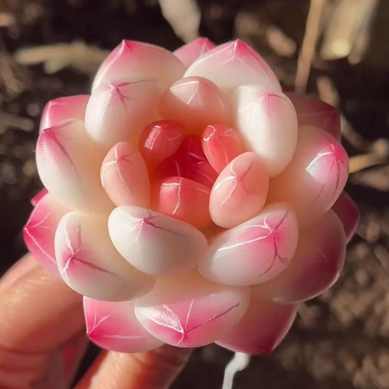 Кремово-белый персиковый содовый суккулент, офисный горшок, балкон, цветочная королева, защита от радиации, кормление новичков