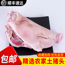 新鲜猪头整只猪头肉猪脸肉生半土带骨耳朵冷冻包邮一件包邮跨境