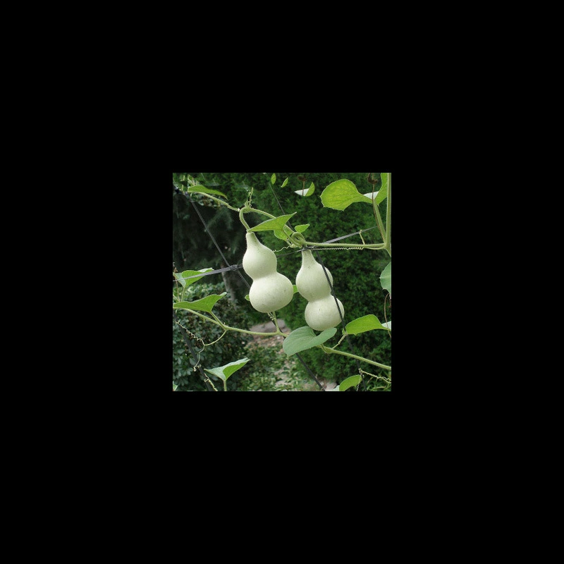 Семена тыквы, маленькие и изысканные, декоративные семена тыквы / маленькие / горшечные растения для балкона и двора для весеннего посева