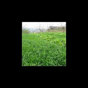 Imported Forage Seeds: Highland Grass, Black Oat Grass, Alfalfa, Mexican Corn, Chicory, Grass Seeds for Cattle, Sheep, Fish, Pigs and Rabbits