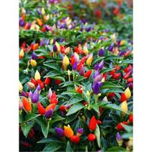 ˷Nļ̨^p߲߲ʽС׽ԷN