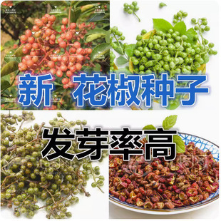 ��t�ۻ����N�� �໨���N�� ���~������N�Ӱ��]���̻h��ֲ��