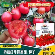 奶油红珍珠番茄小西红柿种子 农田菜园盆栽水果西红柿红圣女籽