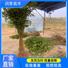 rI l123÷Ә {ݮ ÷Ů