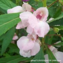 �P�ɻ��N�����ļ�ͥԺ���Ե����P��͸�ǲ�ָ�׻��������Ҽt���P��