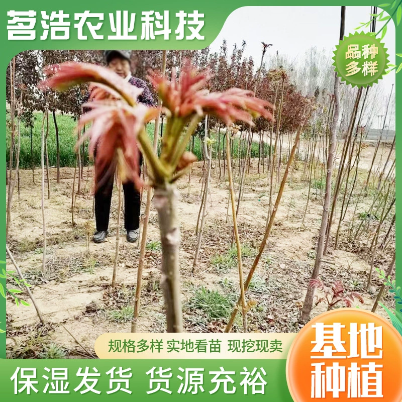 База поставляет круглый год рассаду ароматного камфорного дерева, выращенного в теплицах.  Свежеобновленные и съедобные красные маслянистые ароматные саженцы камфоры в наличии.