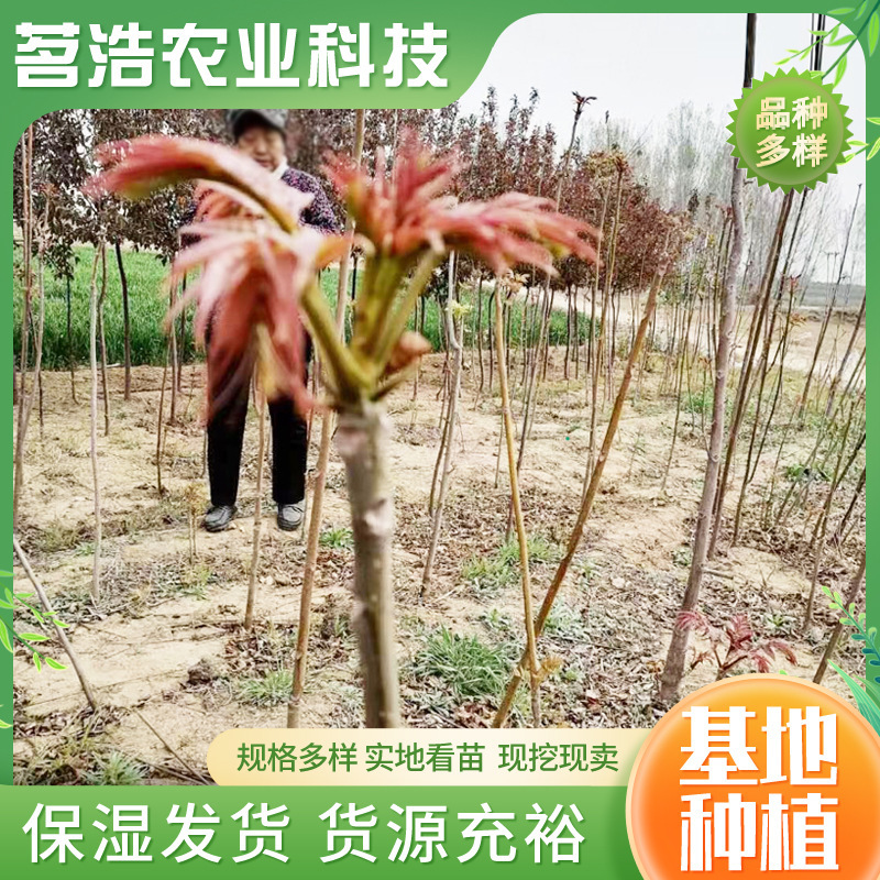 The Fragrant Cypress Seedling Base Supplies Fragrant Cypress Seedlings for Greenhouse Cultivation All Year Round. Freshly Dug and Immediately Shipped, These Edible Red Oil Fragrant Cypress Seedlings Are Ready for Consumption The Fragrant Cypress Seedling Base Supplies Fragrant Cypress Seedlings for Greenhouse Cultivation All Year Round. Freshly Dug and Immediately Shipped, These Edible Red Oil Fragrant Cypress Seedlings Are Ready for Consumption