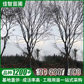 乔木;灌木;盆景