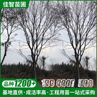 供应黄连木树苗绿化苗木黄连木批发乔木行道树园林植物黄连木树苗