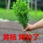 小叶常绿景区植物黄杨
