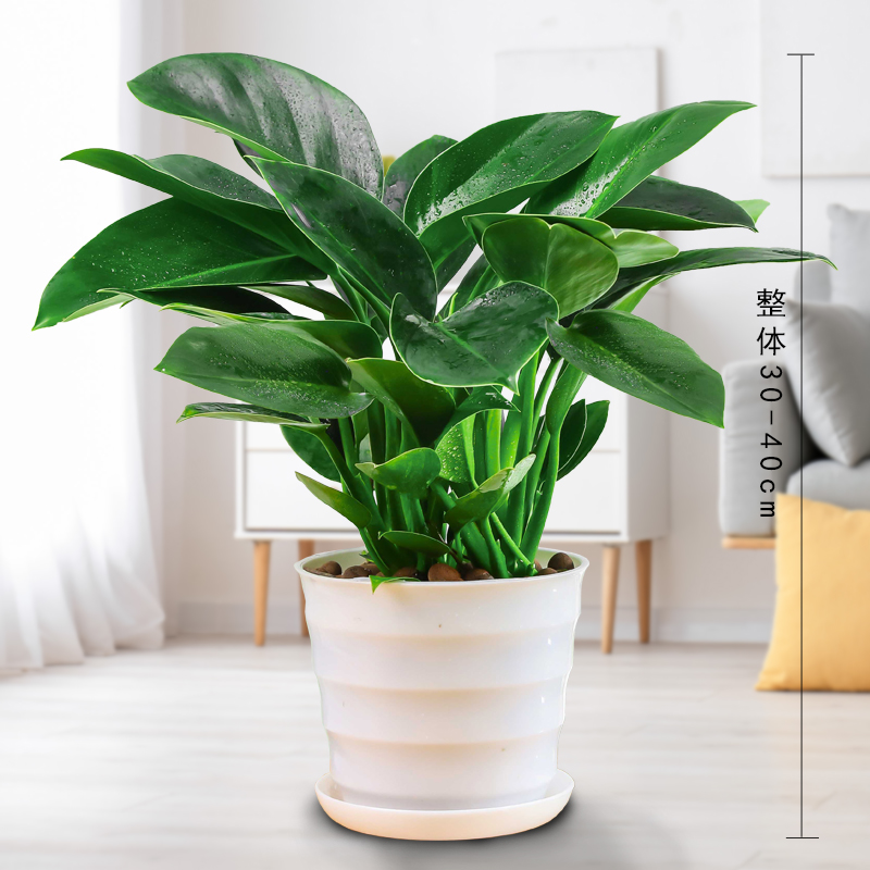 3개의 금 다이아몬드, 높이 약 30-40cm + 나사형 냄비 + 영양 용액✓