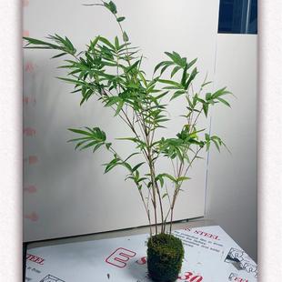 Lucky Bamboo Can Be Hydroponically Grown with Moss Balls, Red Guanyin Bamboo, Red Bamboo, Good Luck Bamboo, Hydroponic Potted Plants, Indoor Bonsai, Evergreen All Year Round