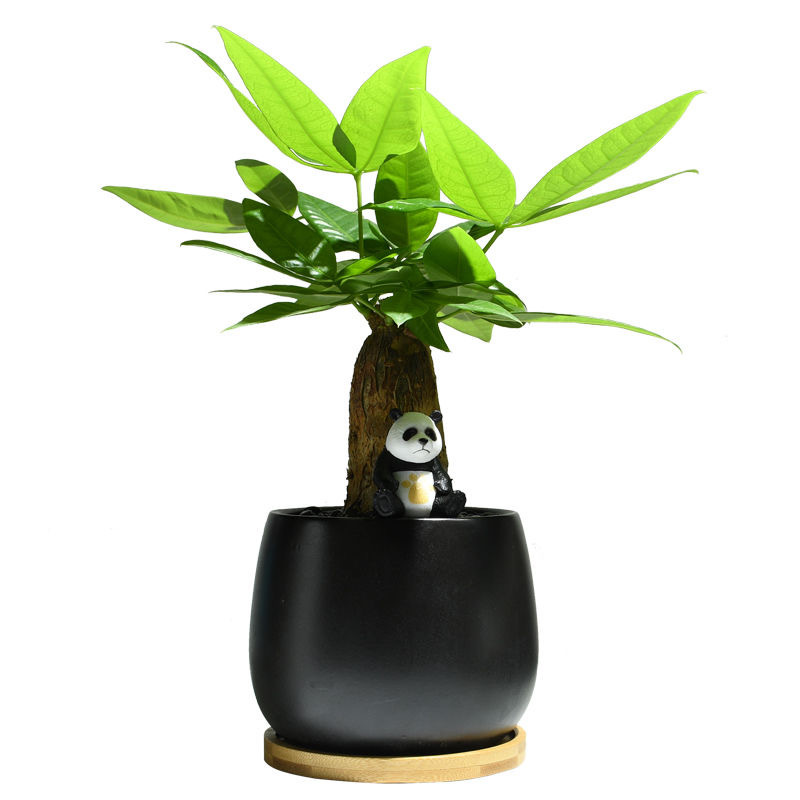Árbol de la fortuna Planta de interior en maceta Sala de estar Planta verde resistente a la sombra Oficina Flores de escritorio Evergreen Evergreen Evergreen Evergreen Evergreen