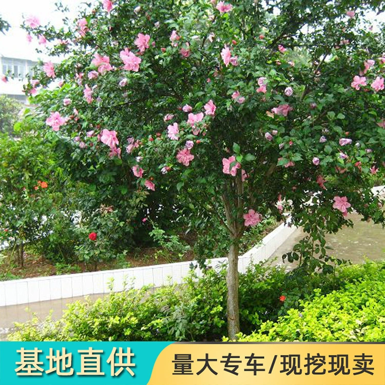 Саженец гибискуса проект озеленения Саженцы оптом посадка цветов во дворе двойной саженец гибискуса легкое Выживание