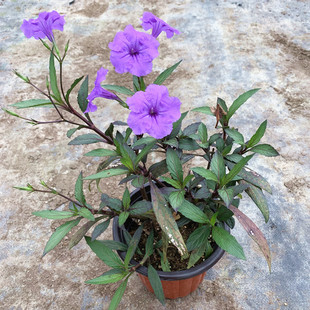 ���J���m�������� ͥԺ��������¶�컨��ֲ�� ���������B�����L