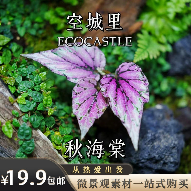 "Пустой город", ландшафтные растения, родные голубой лунный свет, бегония, аквариум, тропический лес, микроландшафт